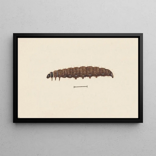 George Hudson - Entomology watercolour Pl068.webp