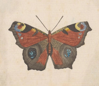 Aquarellimaalaus entomologiasta Pl069 - George Hudson — näkymä teoksesta