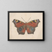 Aquarellimaalaus entomologiasta Pl069 - George Hudson — kehystetty taideteos seinällä