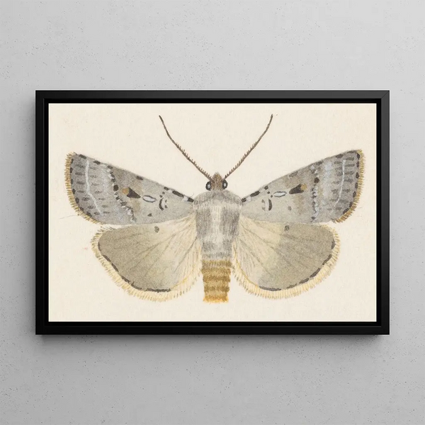 Entomologian akvarellimaalauksen Pl070 - George Hudson — kehystetty taideteos seinällä