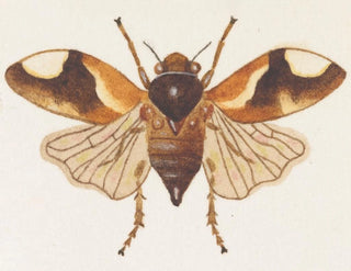 Aquarellimaalaus entomologiasta Pl075 - George Hudson — näkymä teoksesta