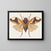 Aquarellimaalaus entomologiasta Pl075 - George Hudson — kehystetty taideteos seinällä