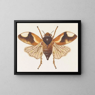 Aquarellimaalaus entomologiasta Pl075 - George Hudson — kehystetty taideteos seinällä