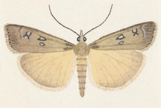 George Hudson - Entomology watercolour Pl076.webp