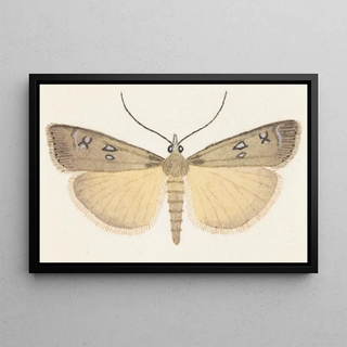 George Hudson - Entomology watercolour Pl076.webp