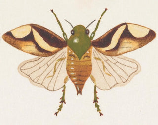 Aquarelli entomologian Pl078 - George Hudson — näkymä teoksesta