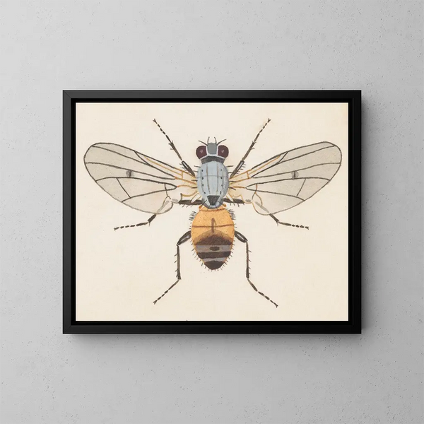 Aquarellimaalaus entomologiasta Pl079 - George Hudson — kehystetty taideteos seinällä