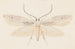 Entomologian akvarelli Pl080 - George Hudson — näkymä teoksesta