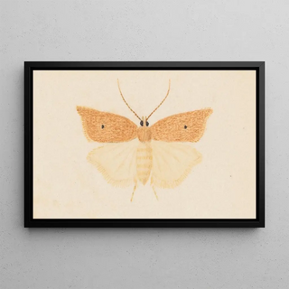 George Hudson - Entomology watercolour Pl081.webp