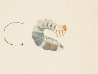 Aquarelli entomologian Pl085 - George Hudson — näkymä teoksesta