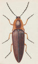 Vesiväri entomologiasta Pl091 - George Hudson — näkymä teoksesta