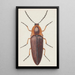 Vesiväri entomologiasta Pl091 - George Hudson — kehystetty taideteos seinällä