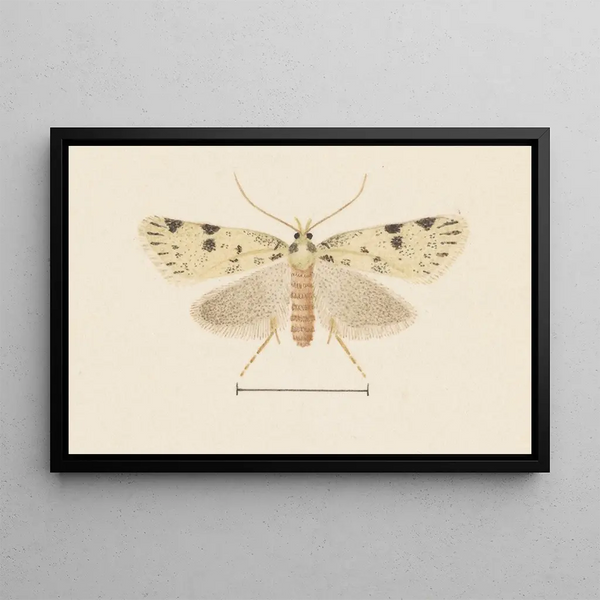 George Hudson - Entomology watercolour Pl094.webp
