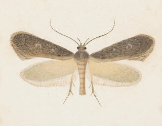 Aquarelle d'entomologie Pl096 - George Hudson — näkymä teoksesta