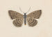 Entomologian akvarelli Pl097 - George Hudson — näkymä teoksesta