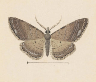 Aquarellimaalaus entomologiasta Pl102 - George Hudson — näkymä teoksesta