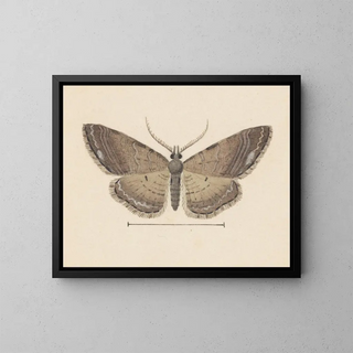 Aquarellimaalaus entomologiasta Pl102 - George Hudson — kehystetty taideteos seinällä
