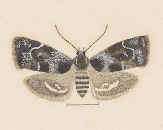 Aquarelle d'entomologie Pl104 - George Hudson — näkymä teoksesta