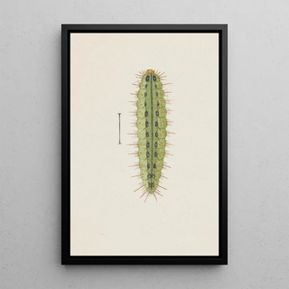 George Hudson - Entomology watercolour Pl111.webp