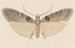Entomologian akvarelli Pl113 - George Hudson — näkymä teoksesta