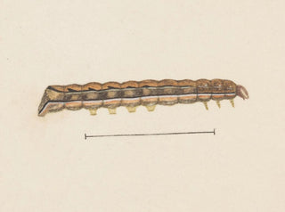 Aquarelle d'entomologie Pl115 - George Hudson — näkymä teoksesta