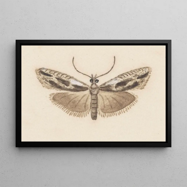 Entomologian akvarelli Pl119 - George Hudson — kehystetty taideteos seinällä