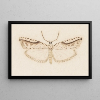 George Hudson - Entomology watercolour Pl120.webp
