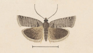 George Hudson - Entomology watercolour Pl121.webp