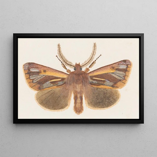 George Hudson - Entomology watercolour Pl126.webp