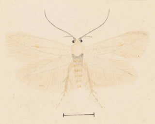 Aquarelli entomologian Pl131 - George Hudson — näkymä teoksesta
