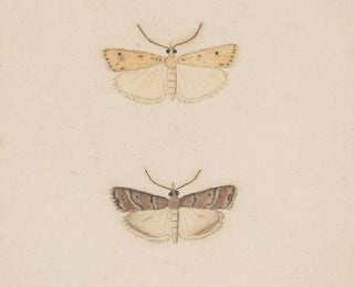 Aquarelli entomologian Pl134 - George Hudson — näkymä teoksesta