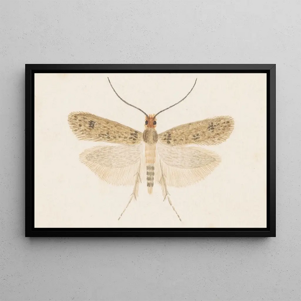 Entomologian akvarelli Pl135 - George Hudson — kehystetty taideteos seinällä