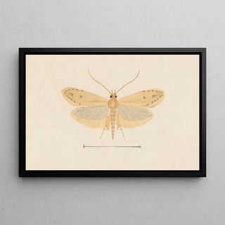 George Hudson - Entomology watercolour Pl137.webp