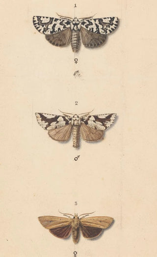 George Hudson - Entomology watercolour Pl140.webp