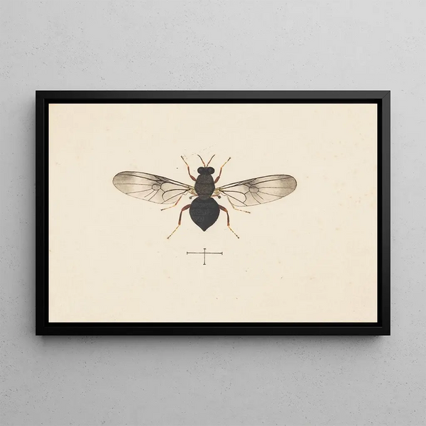Entomologian akvarelli Pl141 - George Hudson — kehystetty taideteos seinällä