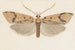Entomologian akvarelli Pl143 - George Hudson — näkymä teoksesta