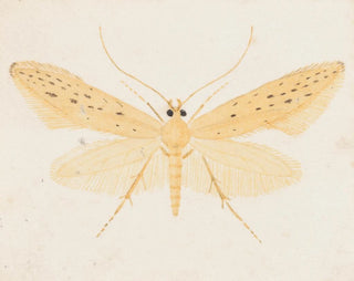 Aquarellimaalaus entomologiasta Pl144 - George Hudson — näkymä teoksesta