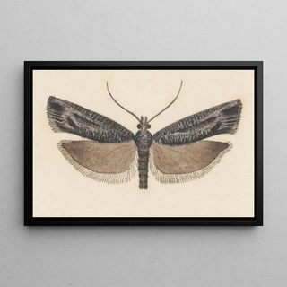 George Hudson - Entomology watercolour Pl146.webp