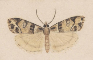 George Hudson - Entomology watercolour Pl148.webp