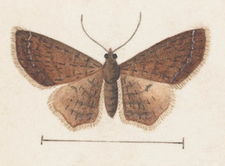 George Hudson - Entomology watercolour Pl152.webp