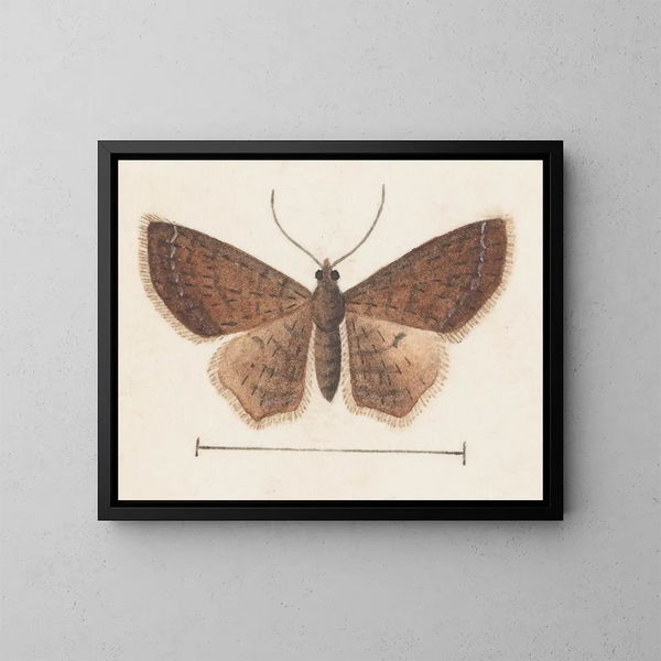 Aquarellimaalaus entomologiasta Pl152 - George Hudson — kehystetty taideteos seinällä