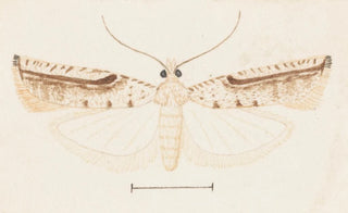 George Hudson - Entomology watercolour Pl156.webp