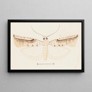 George Hudson - Entomology watercolour Pl156.webp