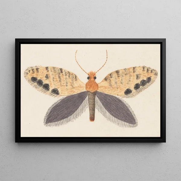 George Hudson - Entomology watercolour Pl158.webp