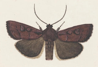 George Hudson - Entomology watercolour Pl160.webp