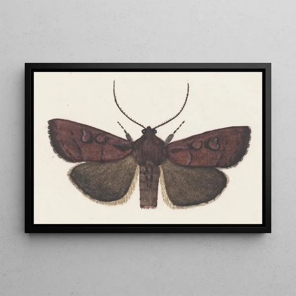 George Hudson - Entomology watercolour Pl160.webp