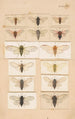 Käsinmaalattu alkuperäinen levy Uuden-Seelannin entomologian fragmentteja Levyn XV - George Hudson — näkymä teoksesta