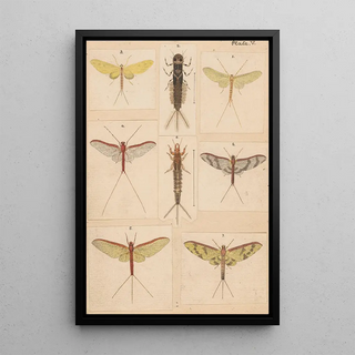 George Hudson - Original hand painted plate for New Zealand Neuroptera Plate V.webp