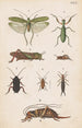 Käsinmaalattu alkuperäinen Uuden-Seelannin entomologian käsikirjan laudalle XVII - George Hudson — näkymä teoksesta