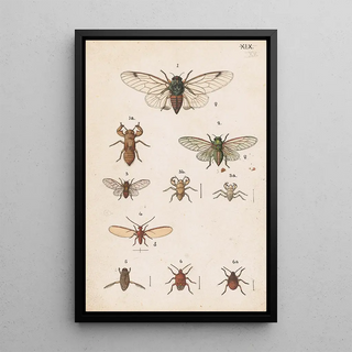 George Hudson - Original hand painted plate for the Manual of New Zealand Entomology Plate XX.webp